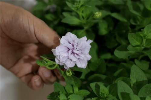 百花竞艳，智绘未来——北京国际花展亮点花卉产品全览