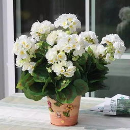 办公室植物精选指南 提升效率与氛围的绿色伙伴