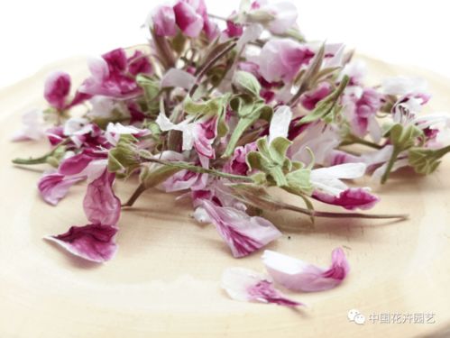 西班牙Innoflower 以全球最多样食用花卉，编织每周国际花讯