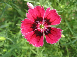 养眼花卉 点亮生活的一抹色彩