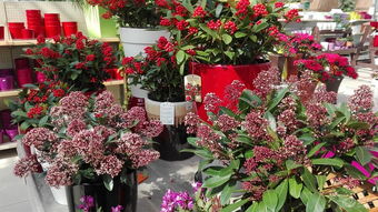 大年初五自驾游 一路繁花伴春行