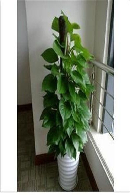 天津鲜花绿植销售与净化服务 点亮生活，净化空间