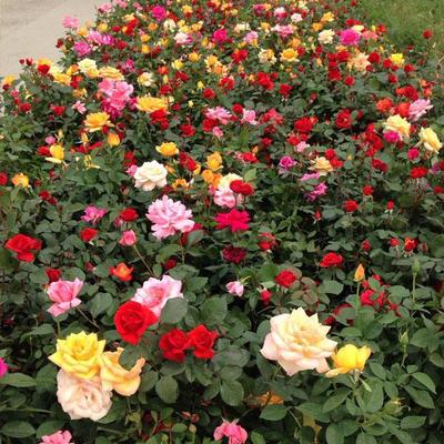 万方花卉 山东月季批发优选，品种齐全厂家直销