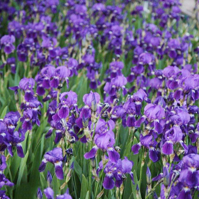 马兰花种子选购指南 发芽率高，量大从优，助力打造醉人花海