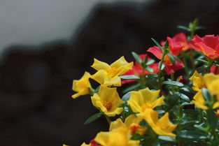 花卉 自然的诗篇与生命的礼赞