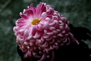 秋日盛宴 世界花卉大观园的菊花之约