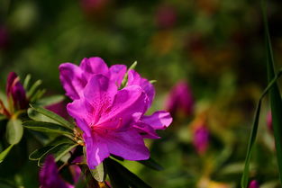 花开献礼 镜头下的劳动节赞歌
