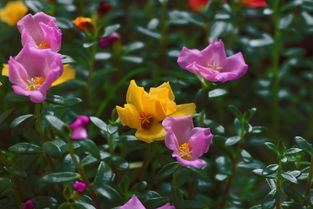 花之语 自然馈赠与心灵慰藉