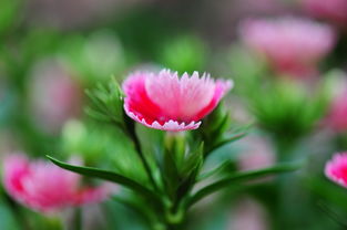 花卉园 自然与艺术的完美交融