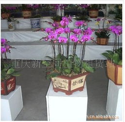 苏州市吴中区胥口凯利花卉经营部鲜花产品列表