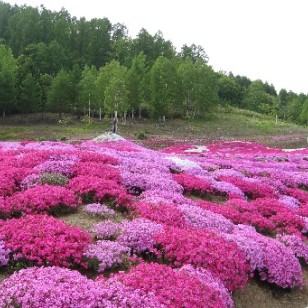 河源宿根花卉批发 点亮花园的持久之美